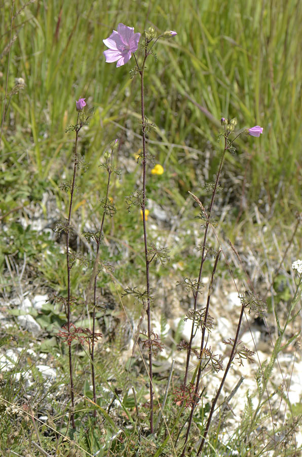 Malva moschata / Malva moscata